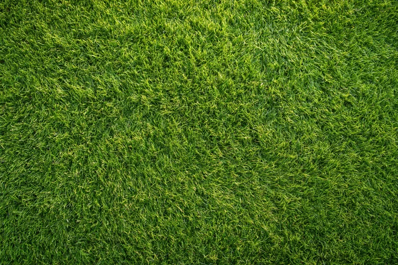Closely mown green grass filling the frame in a flat top-down view