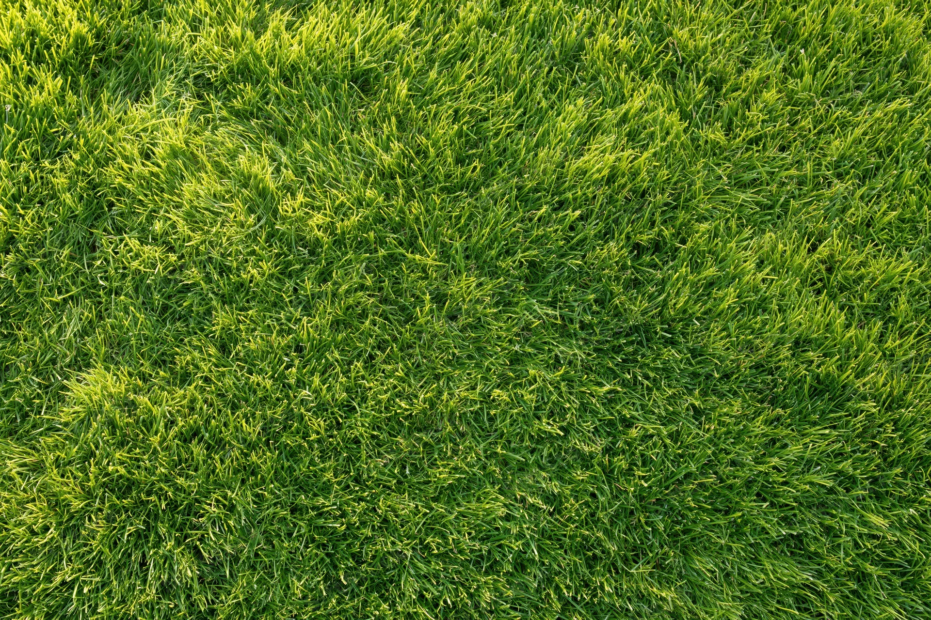 Closely mown green grass filling the frame as a uniform textured surface