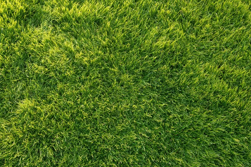 Closely mown green grass filling the frame as a uniform textured surface