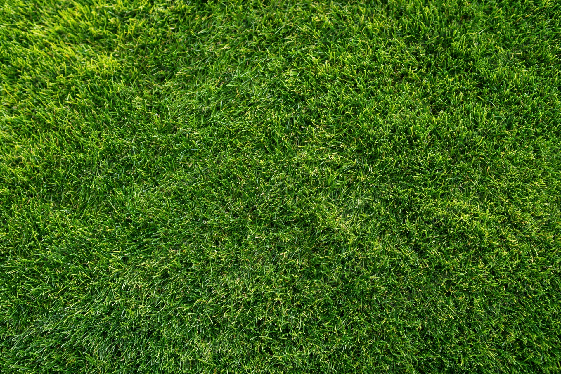 Closely mown green grass filling the frame in a flat top-down view