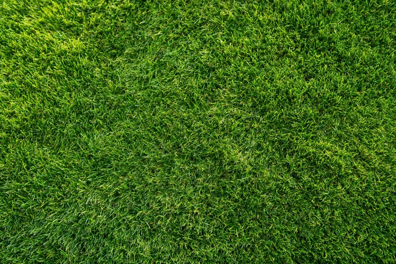Closely mown green grass filling the frame in a flat top-down view