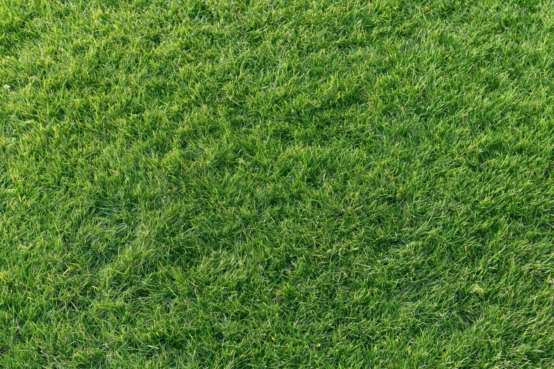 Closely mown green grass lawn filling the frame as a uniform textured surface