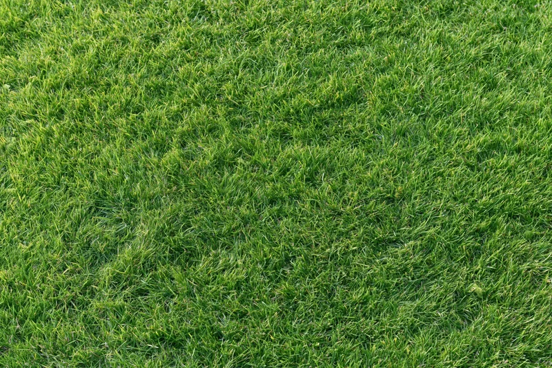 Closely mown green grass lawn filling the frame as a uniform textured surface