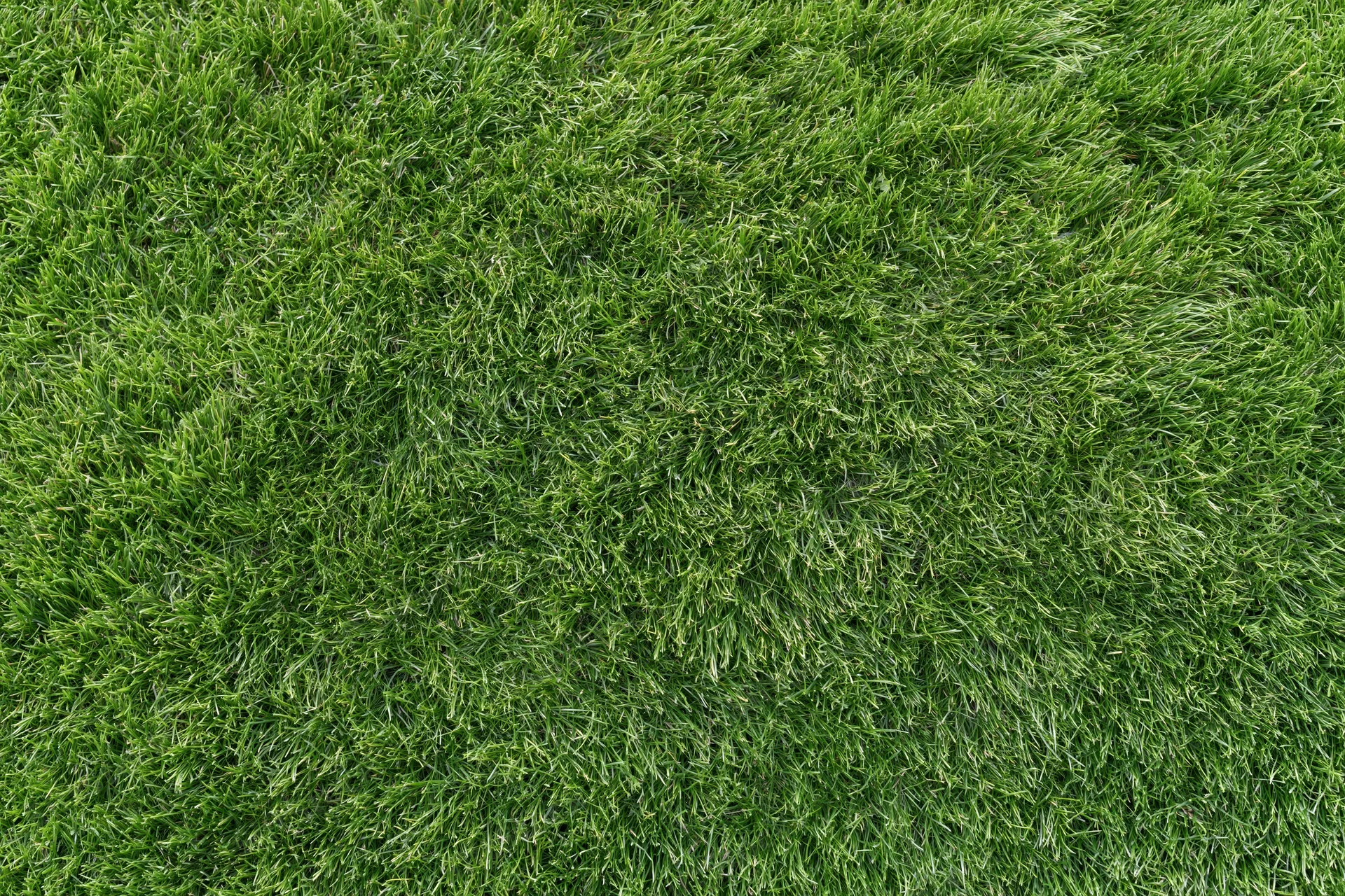 Closely mown green grass lawn filling the frame as a uniform textured surface