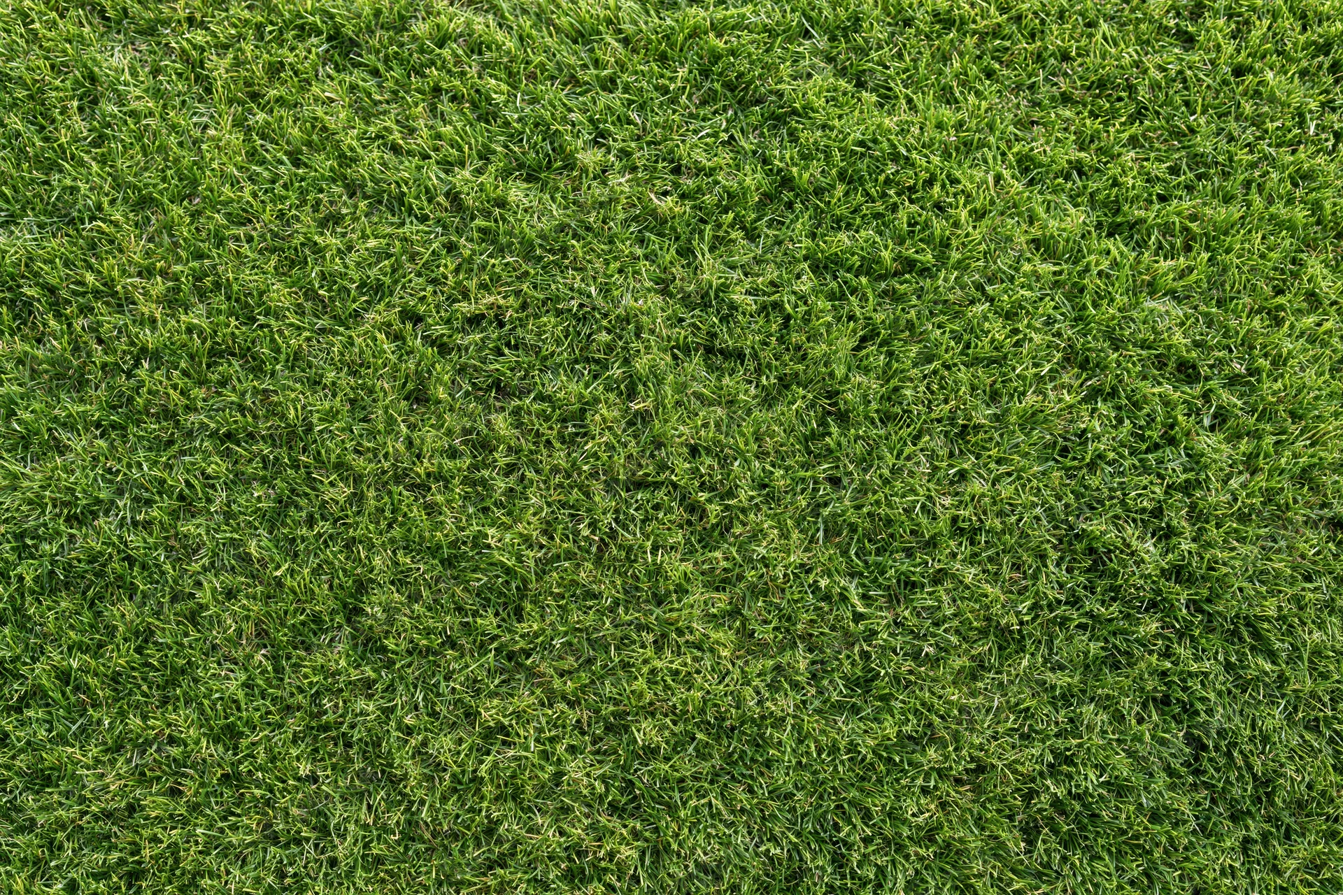 Closely mown green grass lawn filling the frame as a uniform textured surface