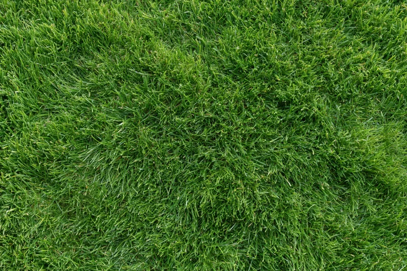 Closely mown green grass lawn filling the frame as a textured outdoor surface