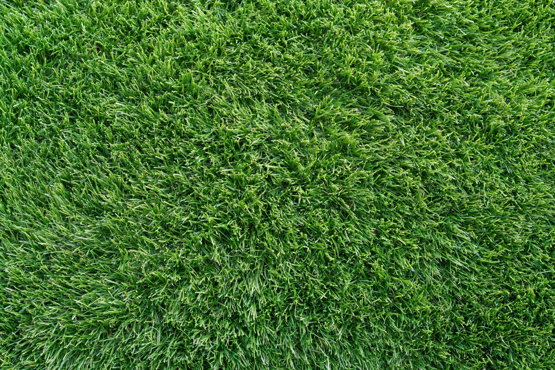 Closely mown green grass lawn filling the frame from above