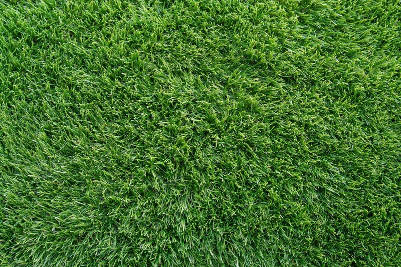 Closely mown green grass lawn filling the frame from above