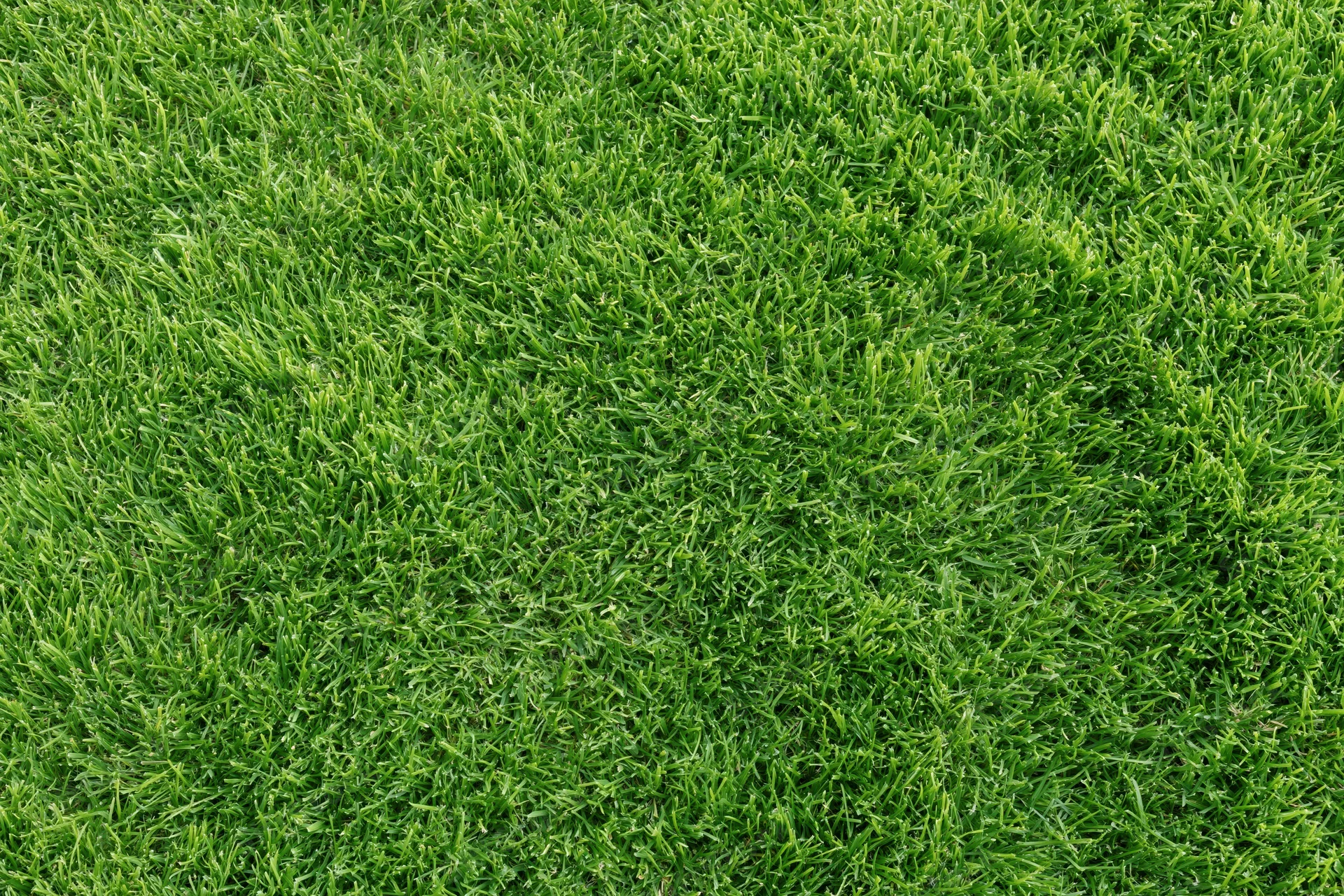 Closely mown green grass lawn filling the frame