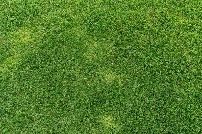 Closely mown green grass lawn viewed from directly above