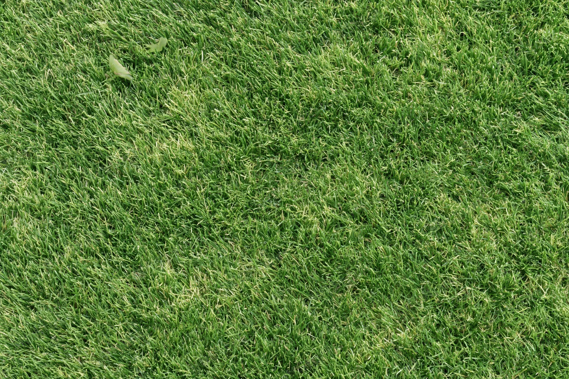 Closely mown green grass lawn viewed from directly above