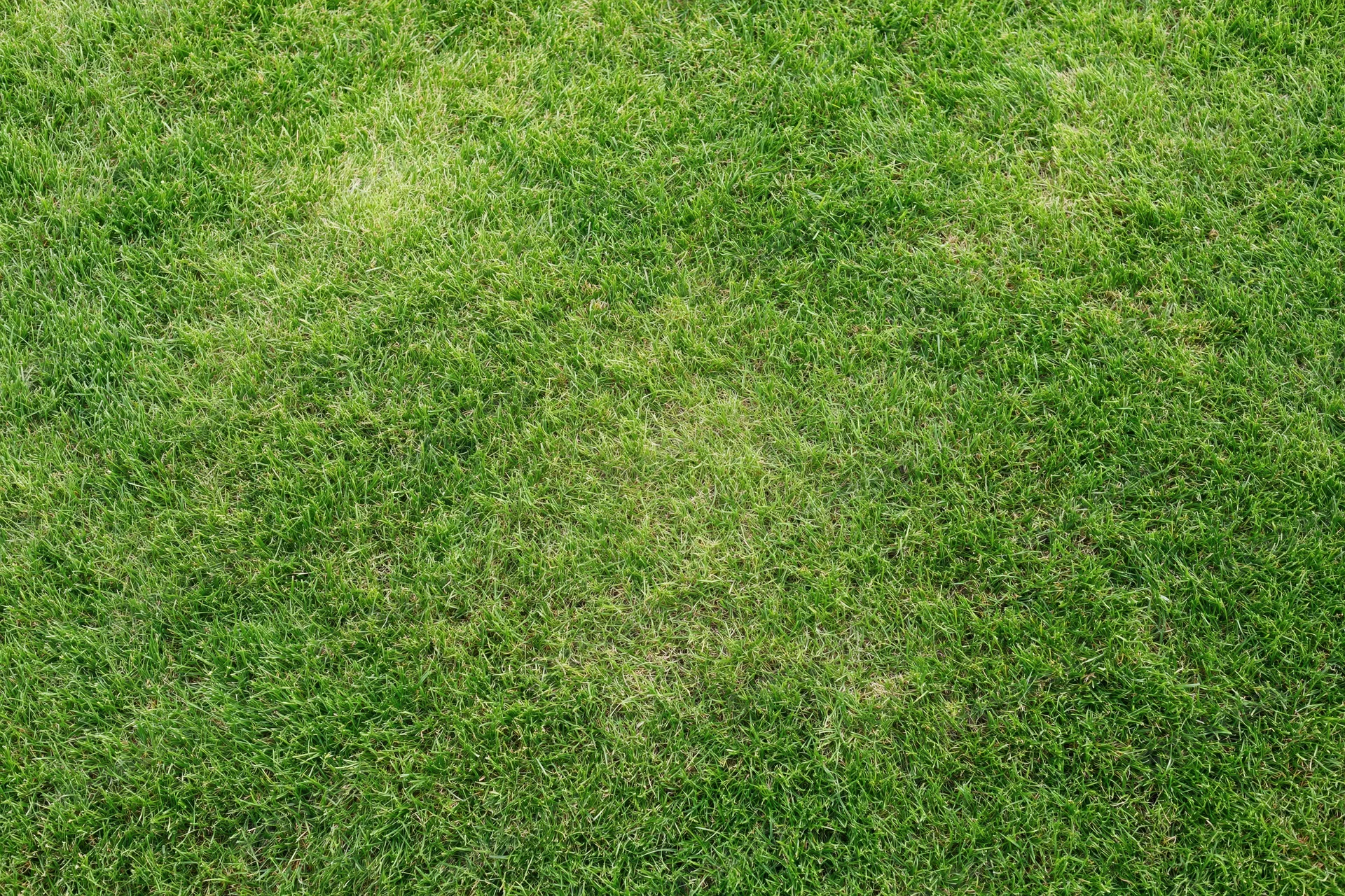 Closely mown green grass lawn viewed from directly above