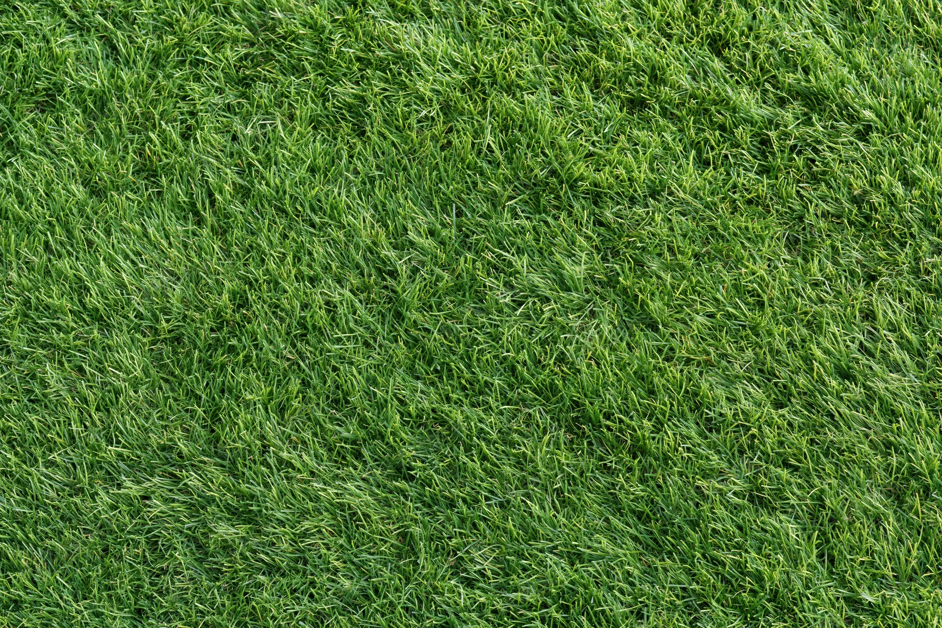 Closely mown green grass lawn viewed from directly above filling the frame