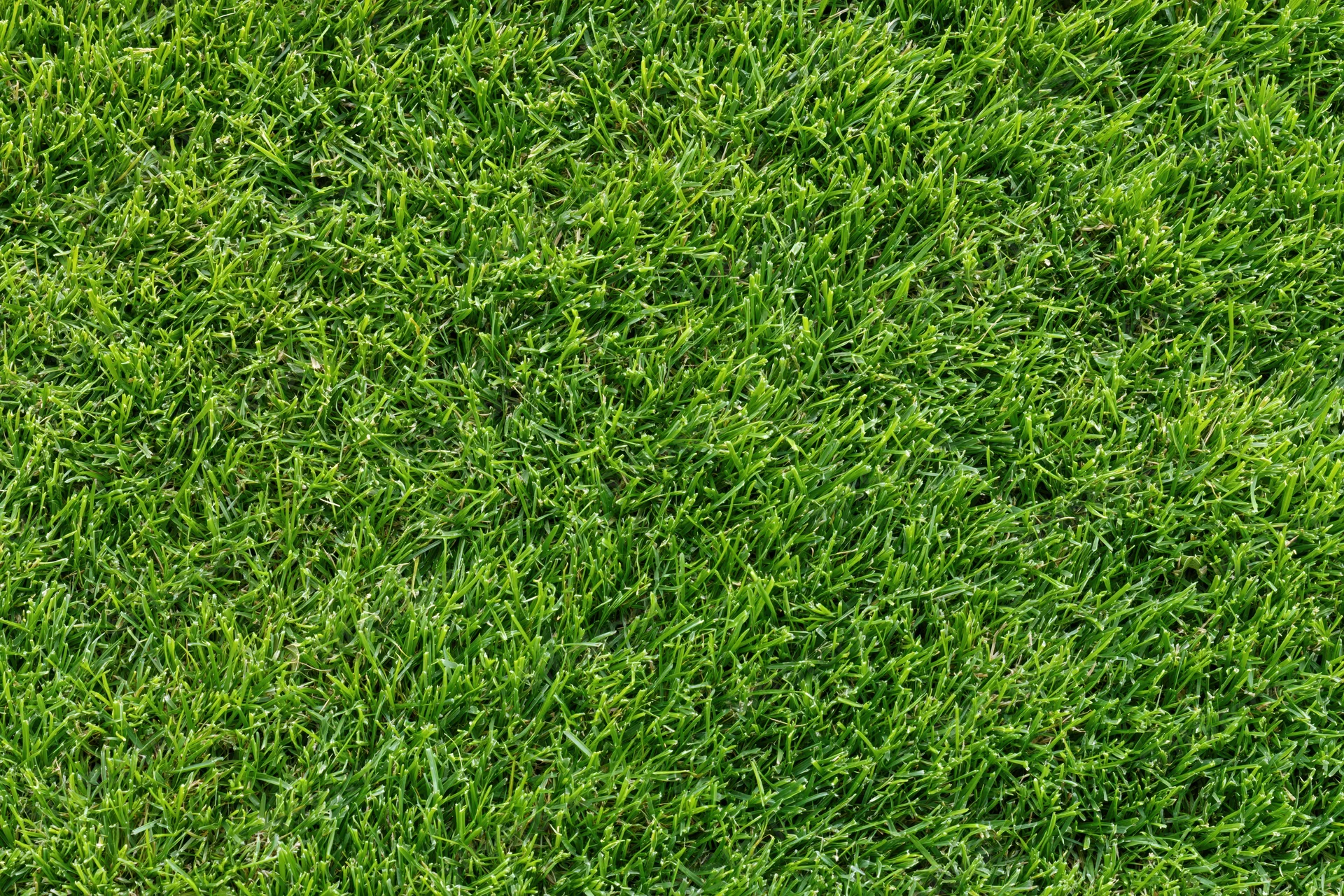 Closely mown green grass lawn viewed from directly above filling the frame