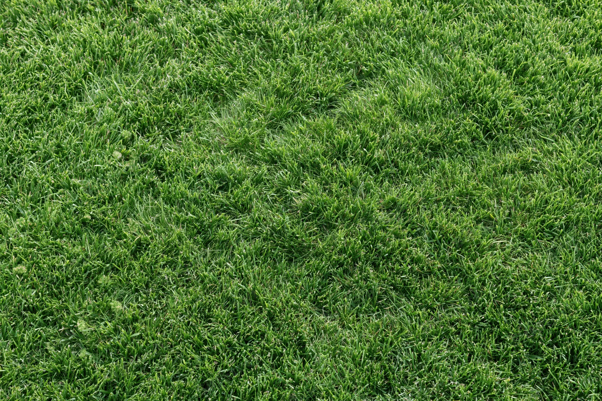 Closely mown green grass lawn viewed from directly above filling the frame