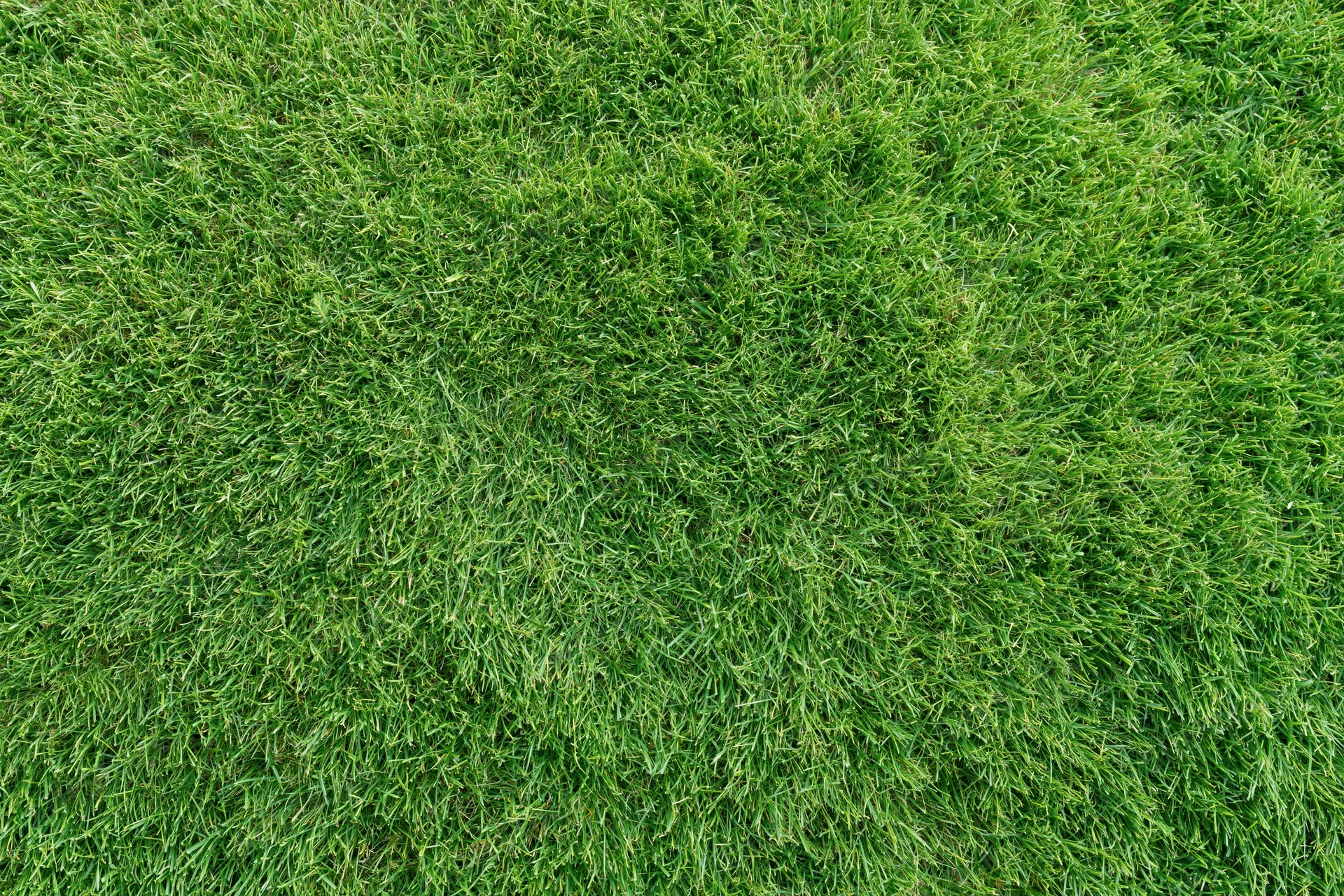 Closely mown green grass lawn viewed from directly above filling the frame
