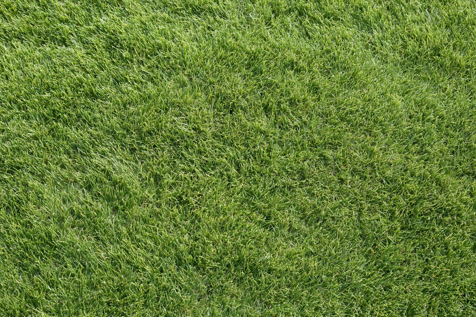 Closely mown green grass lawn viewed from directly above in a flat even surface
