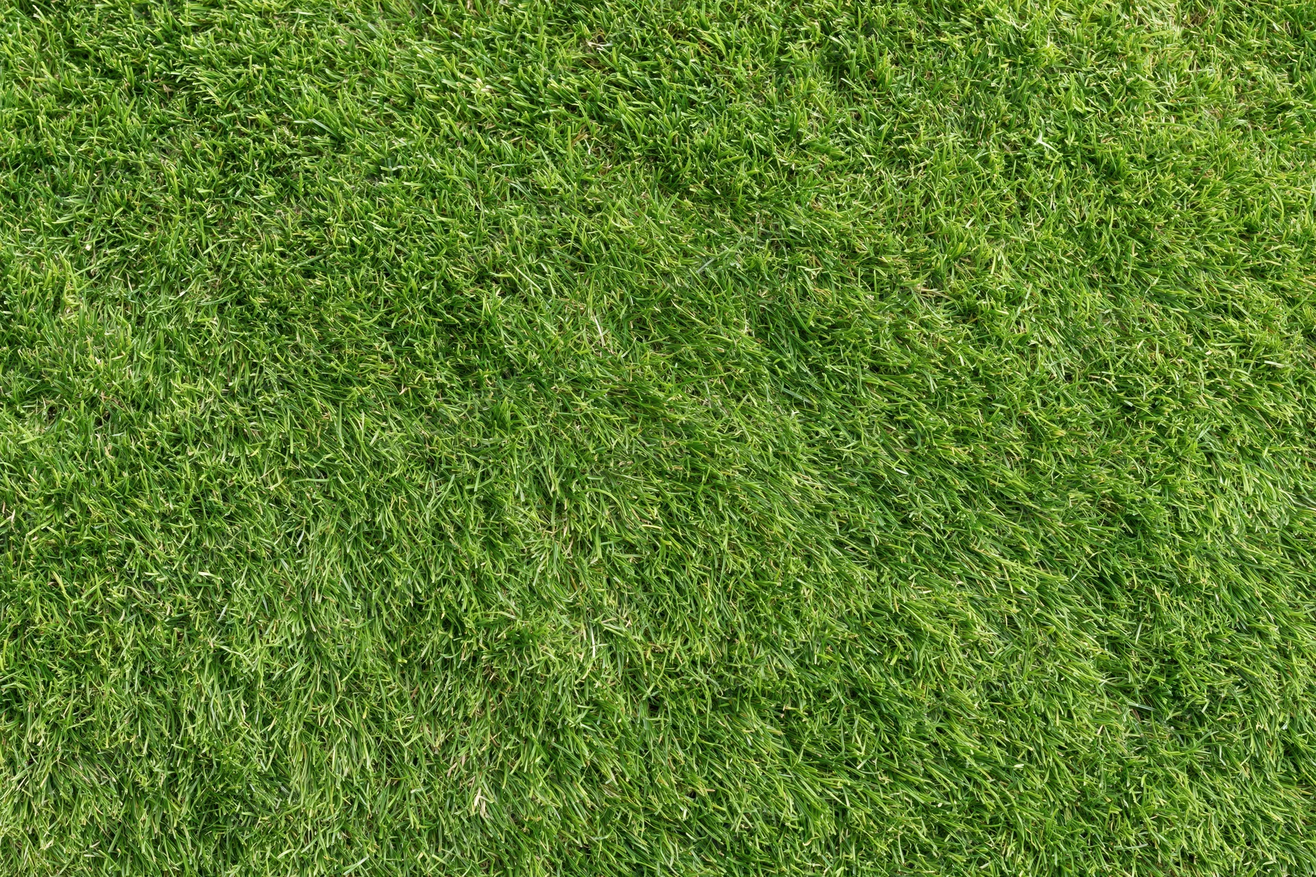 Closely mown green grass lawn viewed from directly above, filling the frame as a uniform textured surface
