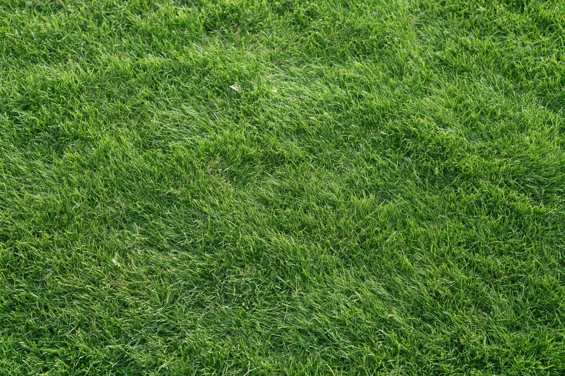 Closely mown green grass lawn viewed from directly above in a flat even surface