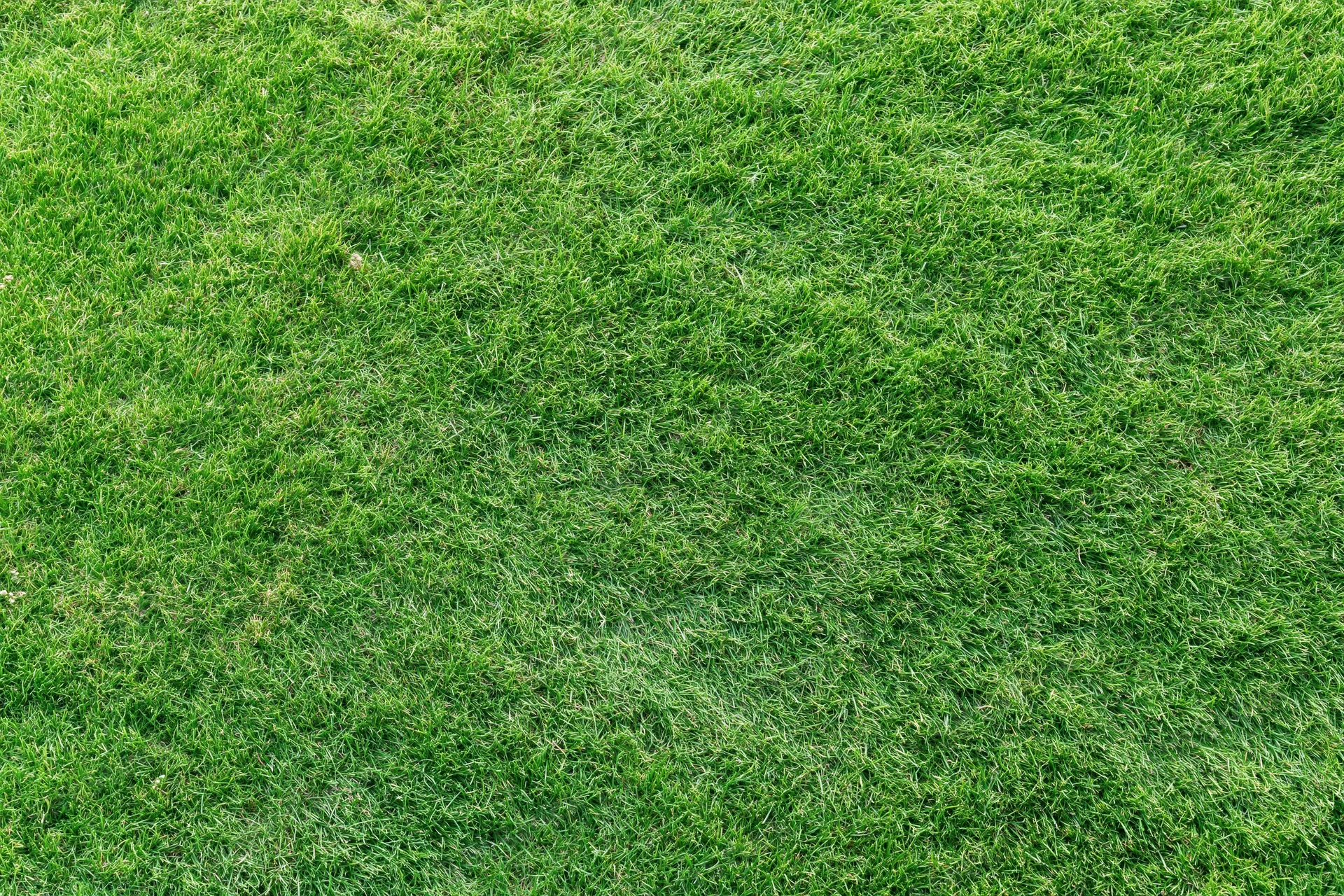Closely mown green grass lawn viewed from directly above, filling the frame as a uniform textured surface