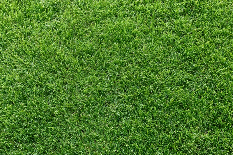 Closely mown green grass surface filling the entire frame
