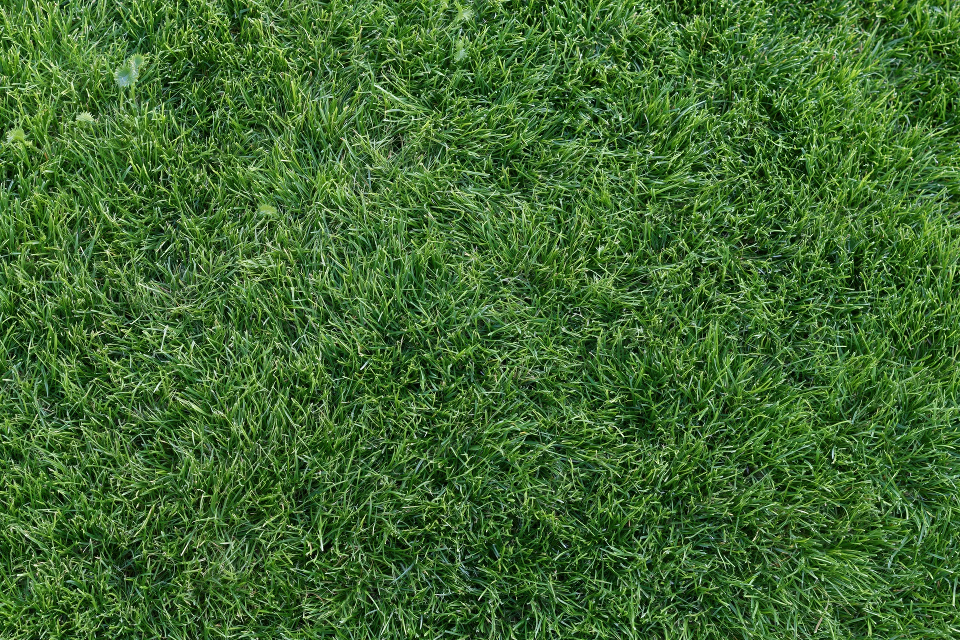 Closely mown green grass surface filling the entire frame