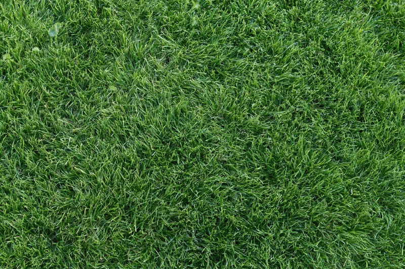 Closely mown green grass surface filling the entire frame
