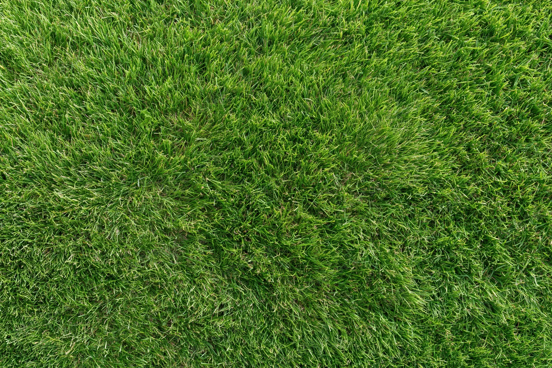 Closely mown green grass surface filling the entire frame