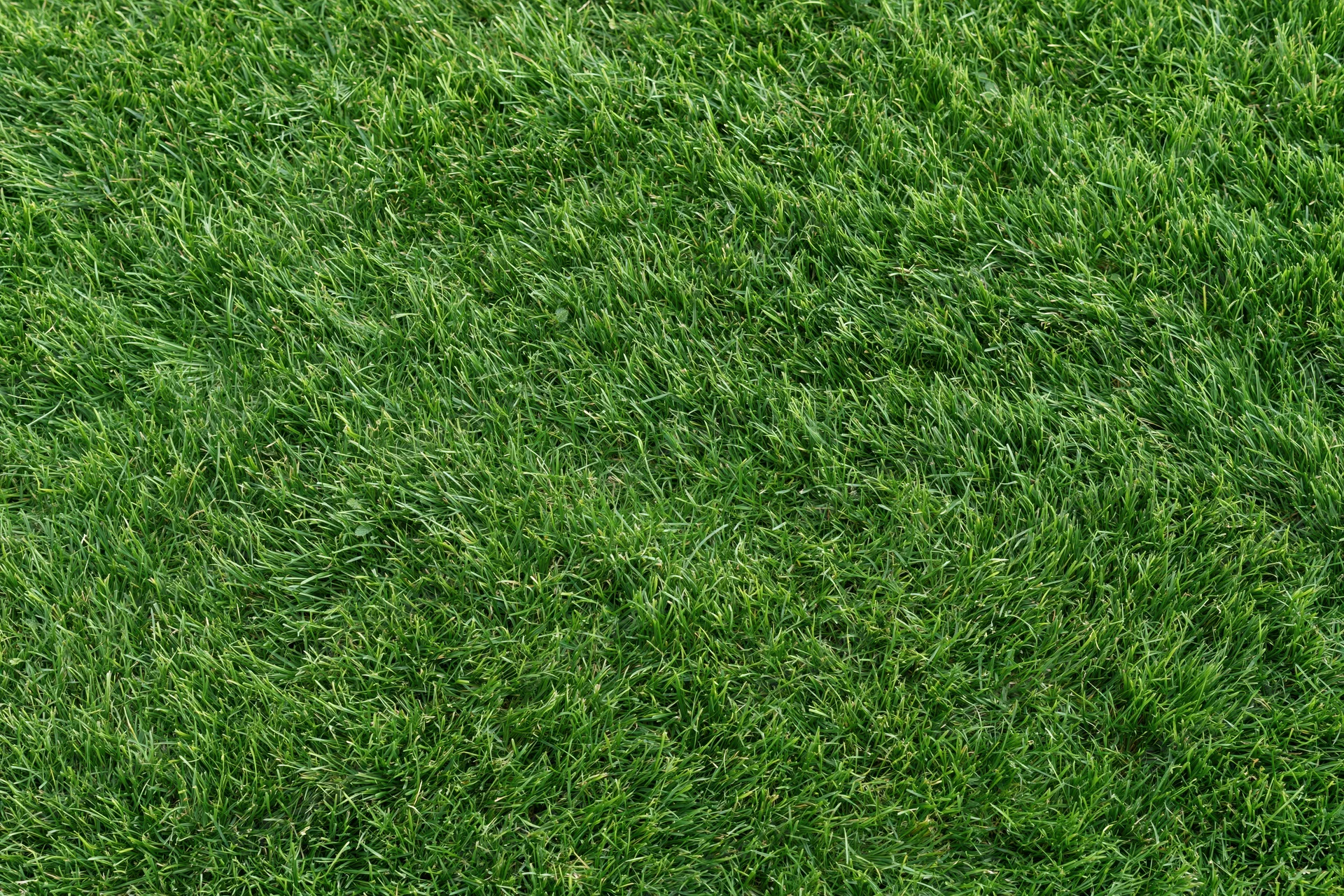Closely mown green grass surface filling the entire frame