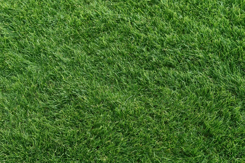 Closely mown green grass surface filling the entire frame