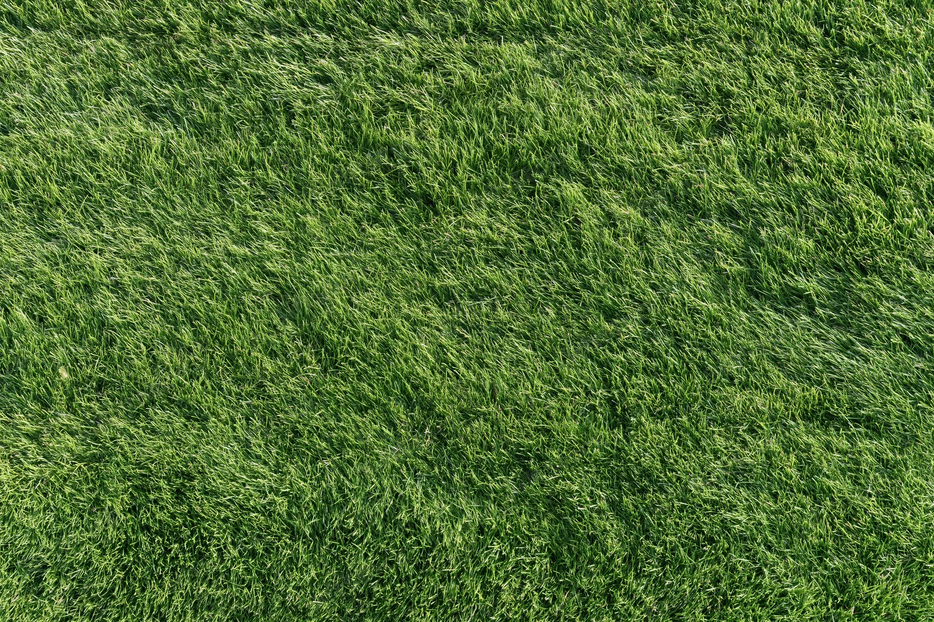Closely mown green sports turf filling the frame from overhead view