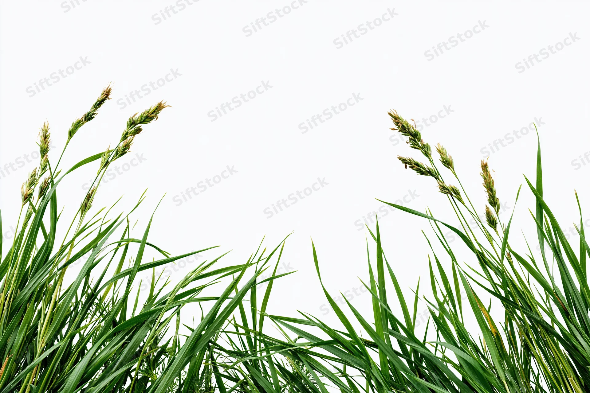 Clumps of wild meadow grass with seed heads framing the bottom of the image against a white background