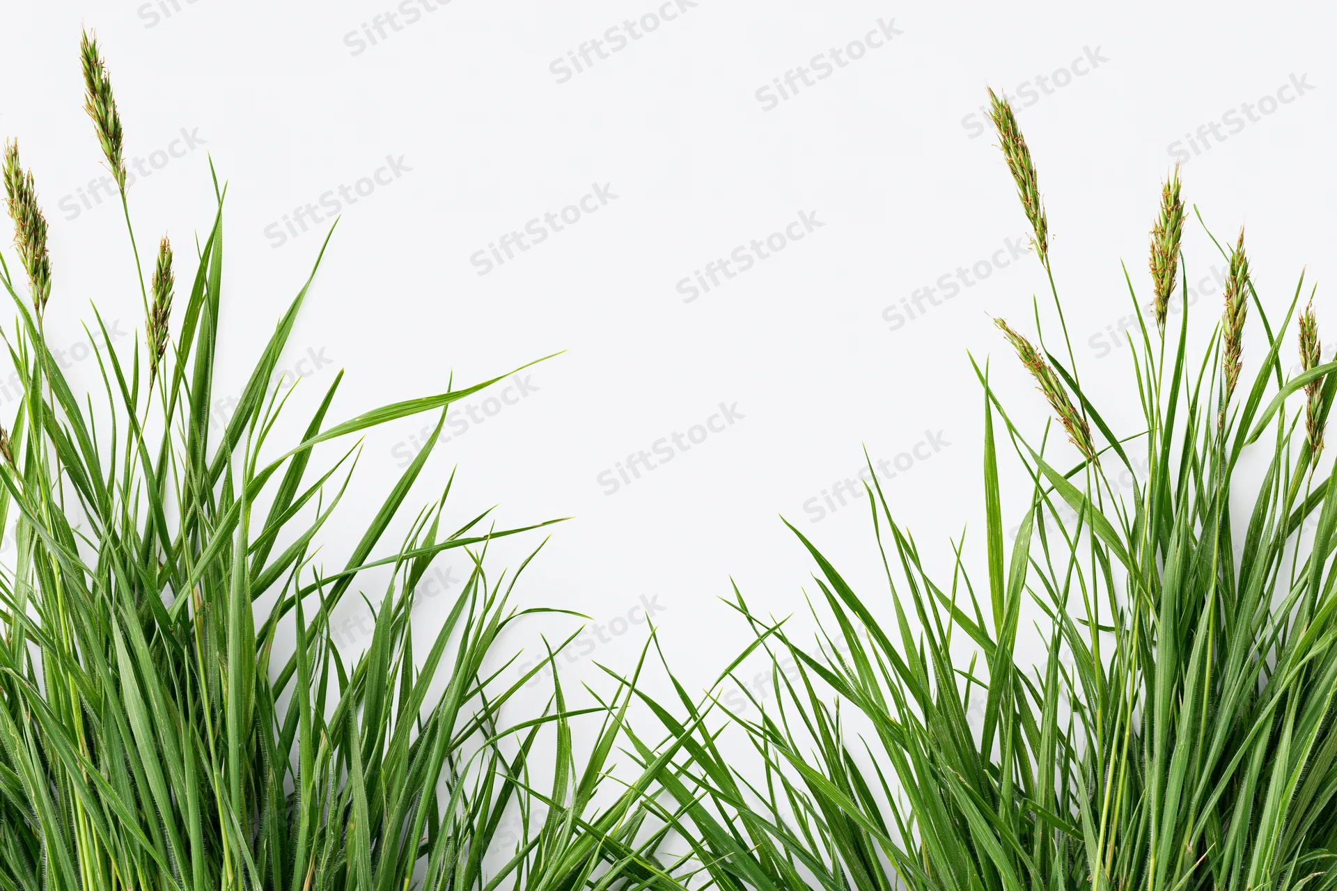 Clumps of wild meadow grass with seed heads framing the bottom against a white background
