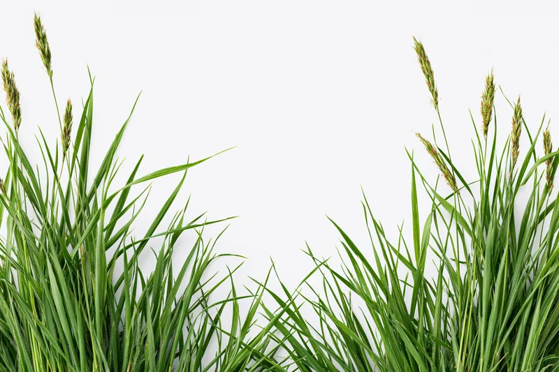 Clumps of wild meadow grass with seed heads framing the bottom against a white background