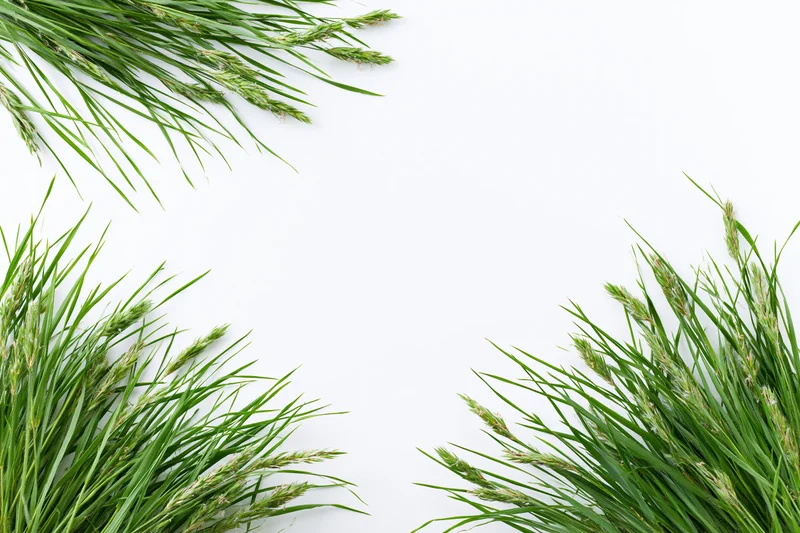 Clumps of wild meadow grass with seed heads arranged in corners framing a white background
