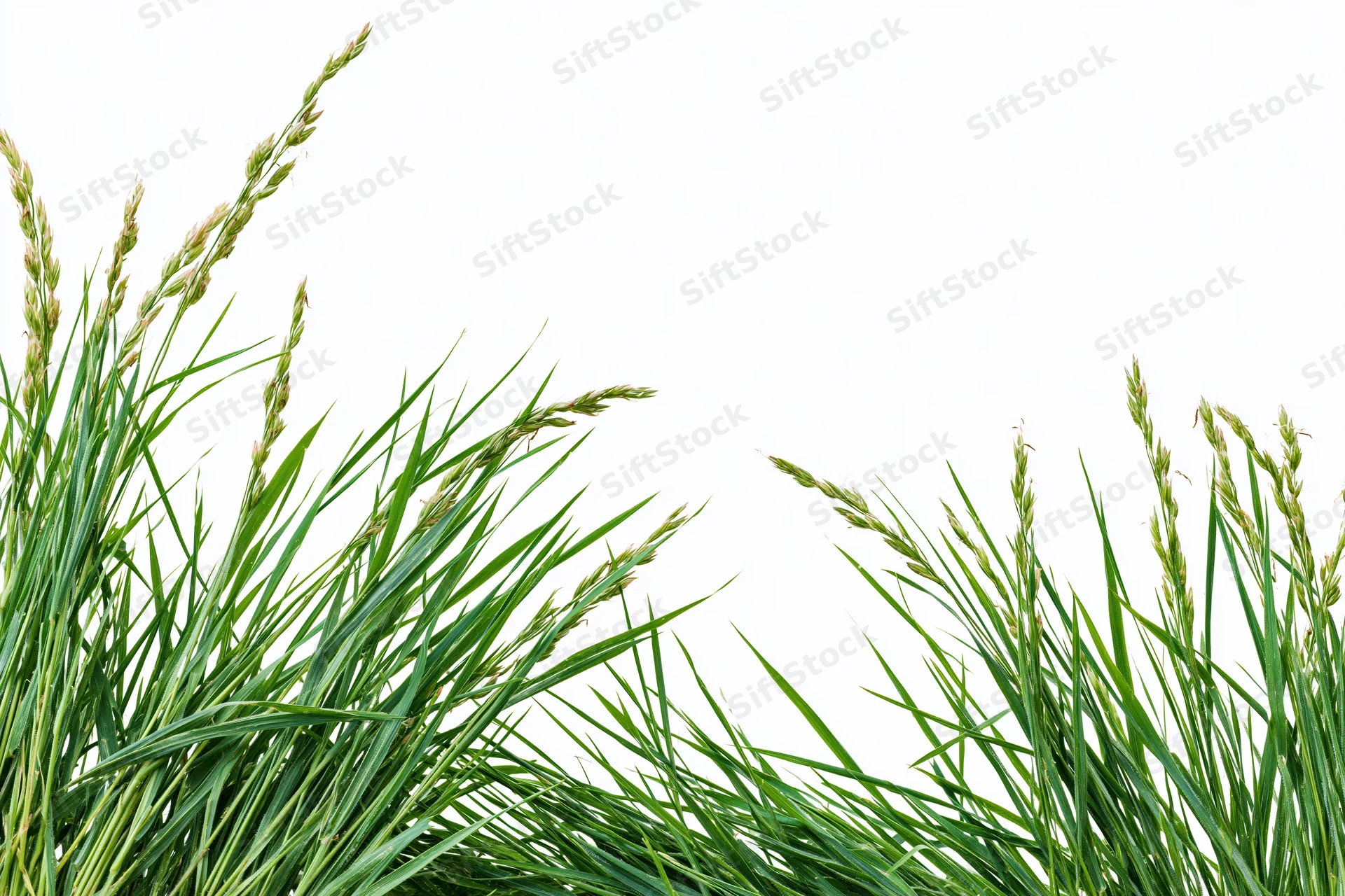 Clumps of wild meadow grass with seed heads framing the bottom edge against white background