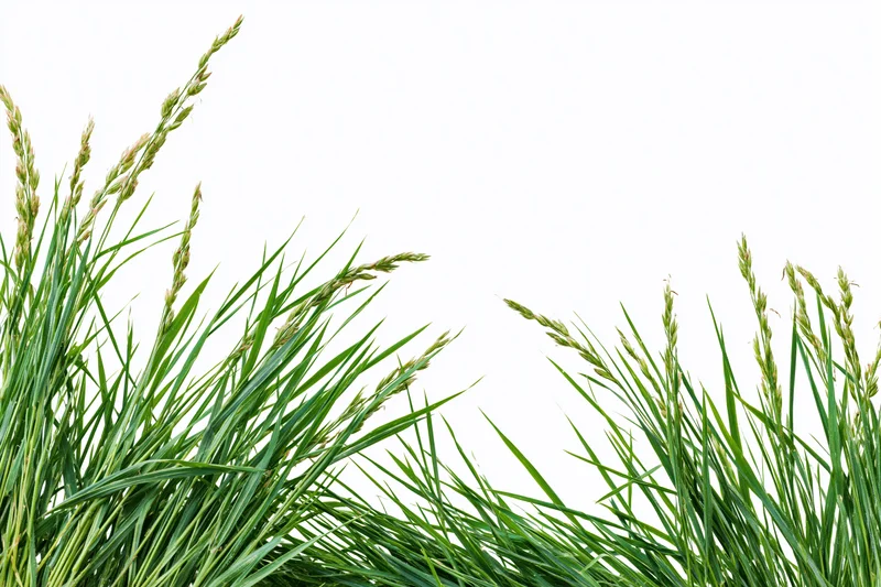Clumps of wild meadow grass with seed heads framing the bottom edge against white background