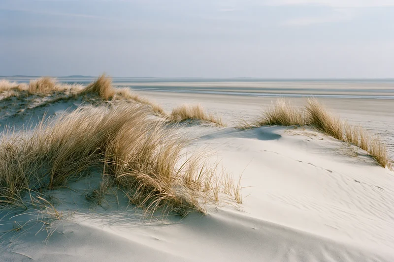 Coastal sand dunes with dry marram grass bending slightly in the wind along a wide beach shoreline