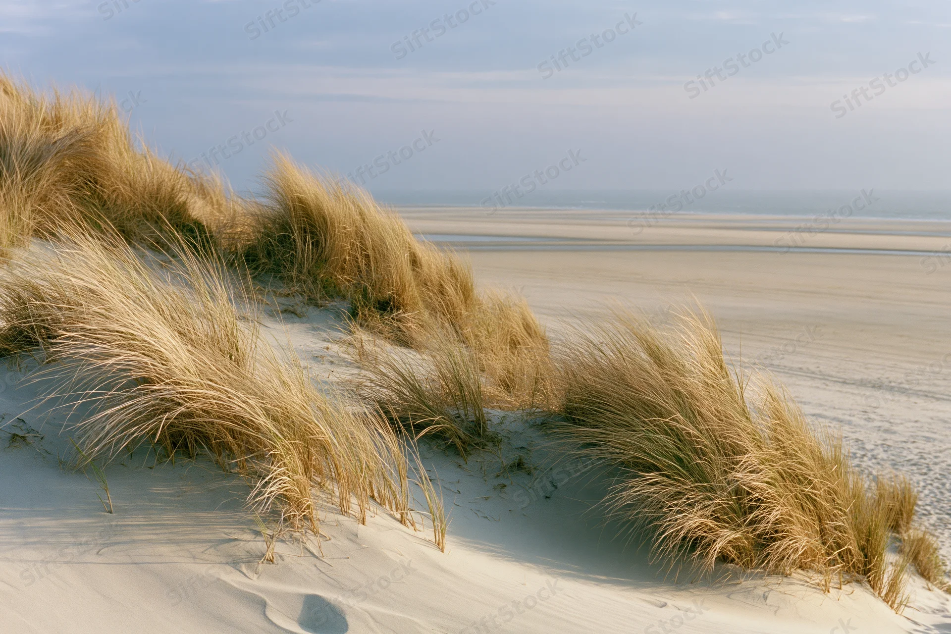 Dry marram grass bending in wind on coastal sand dunes near beach