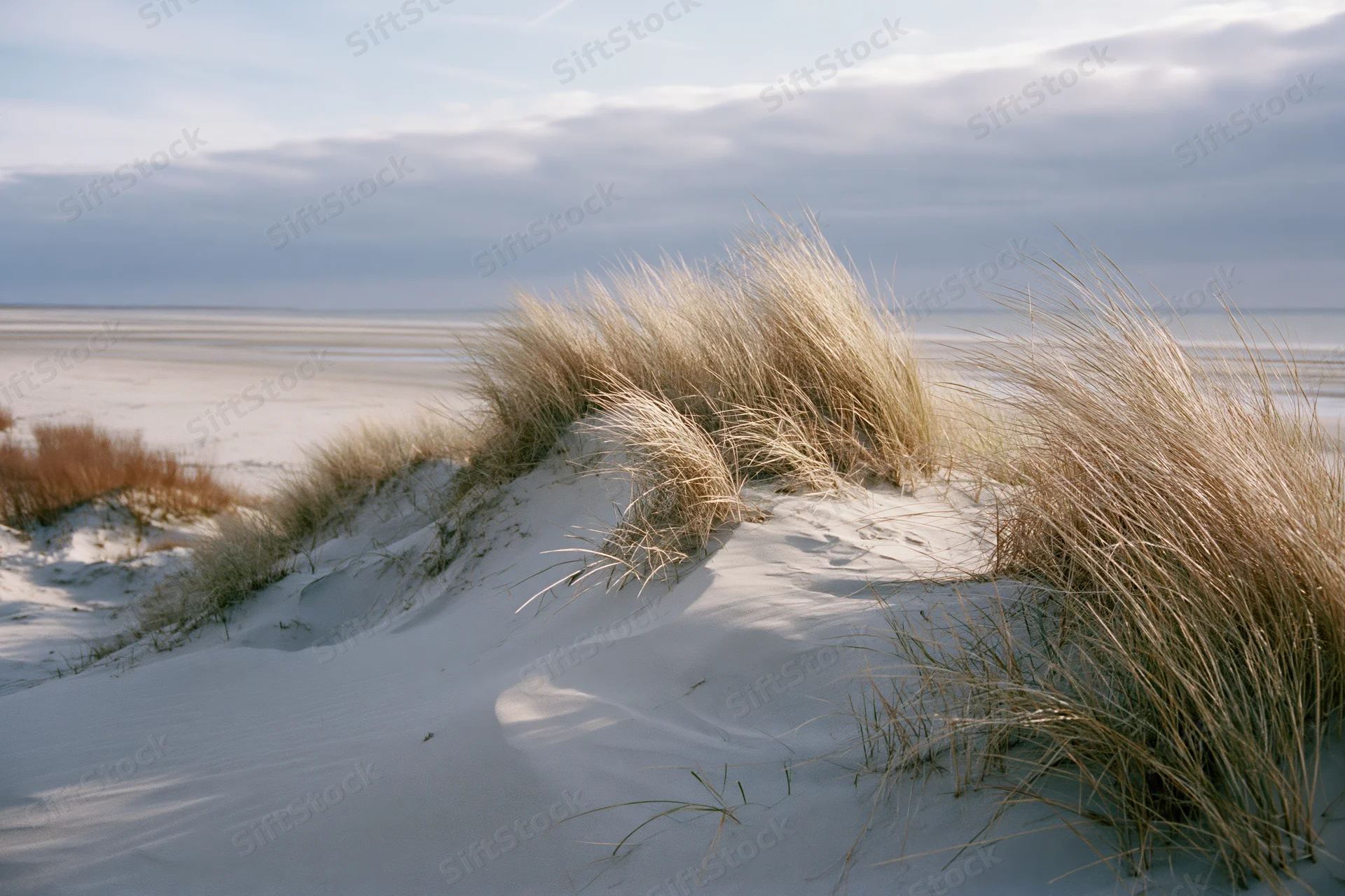 Dry marram grass bending in wind on coastal sand dunes near ocean shoreline