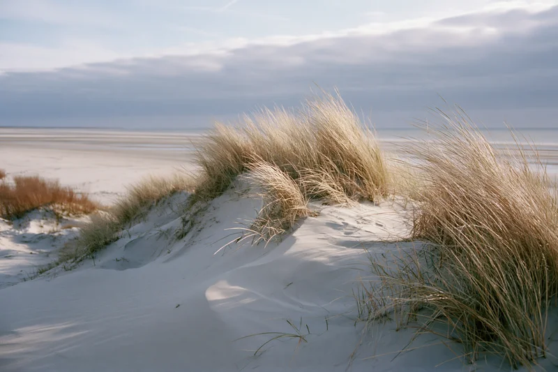 Dry marram grass bending in wind on coastal sand dunes near ocean shoreline