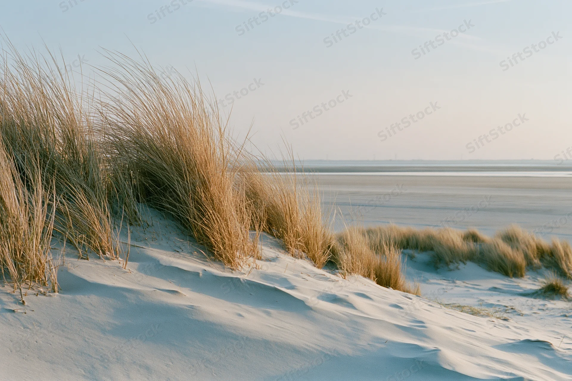 Dry marram grass growing on sand dunes along a coastal shoreline