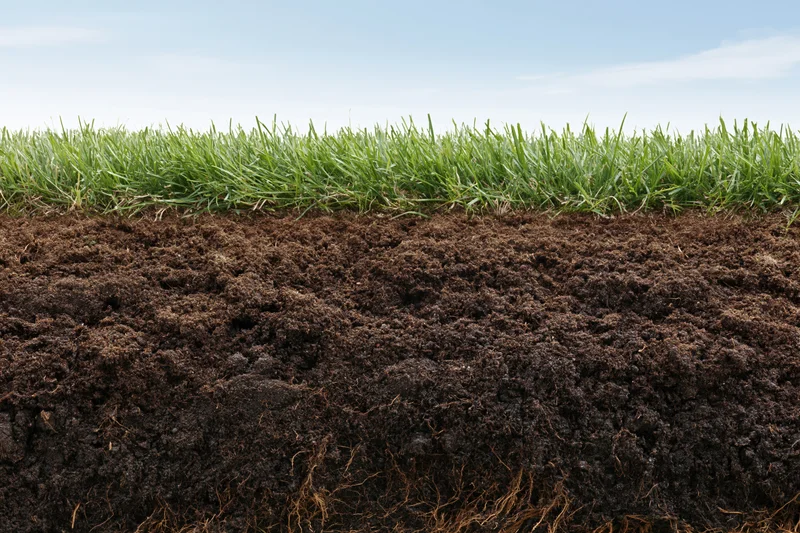 Cross-section of green grass lawn showing underground soil layers and roots