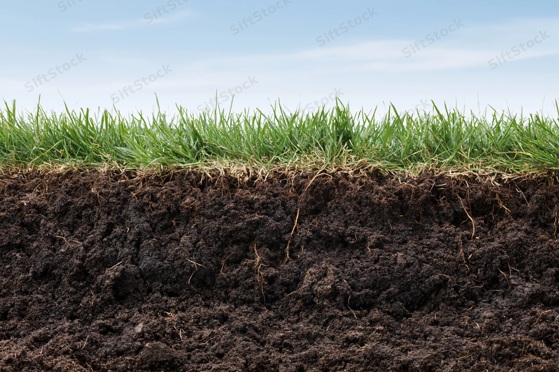 Cross-section of green grass lawn showing underground soil layers with visible roots and organic matter