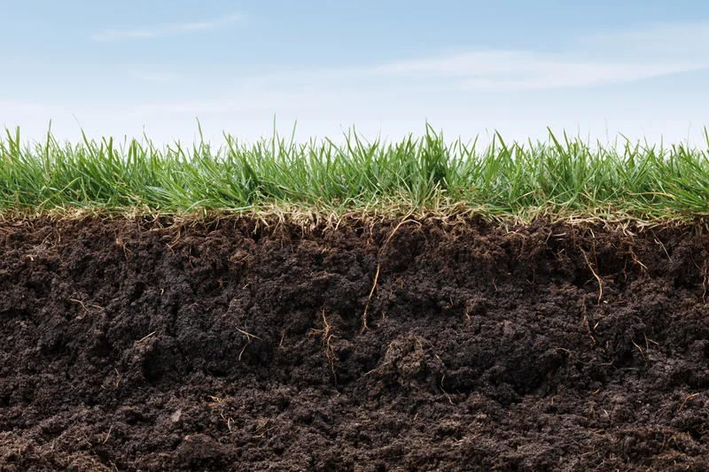 Cross-section of green grass lawn showing underground soil layers with visible roots and organic matter