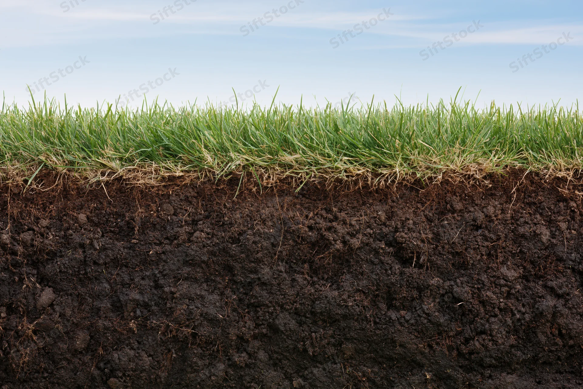 Cross-section of green grass lawn showing underground soil layers with visible roots and dark earth
