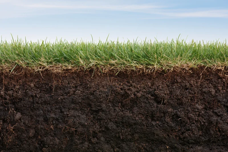 Cross-section of green grass lawn showing underground soil layers with visible roots and dark earth