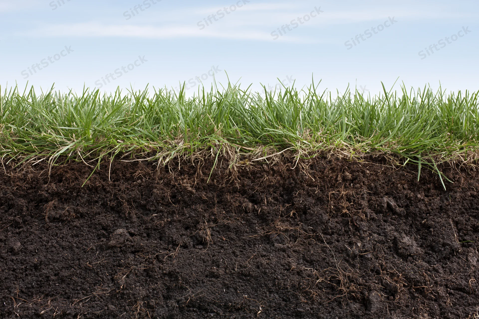 Cross-section of green grass lawn showing underground soil layers and roots
