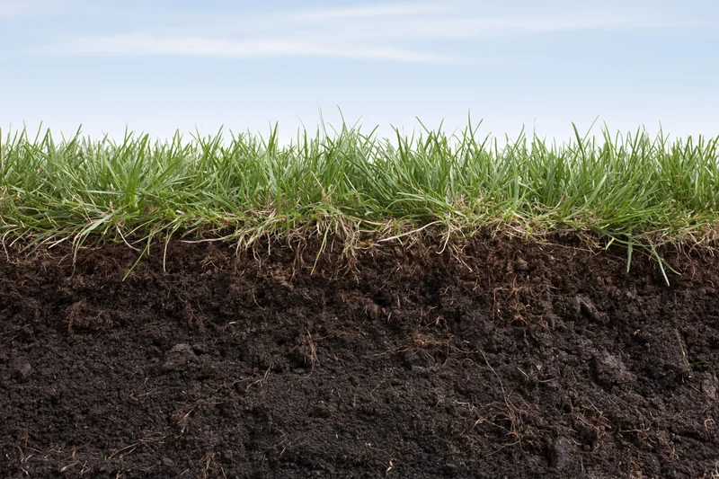 Cross-section of green grass lawn showing underground soil layers and roots