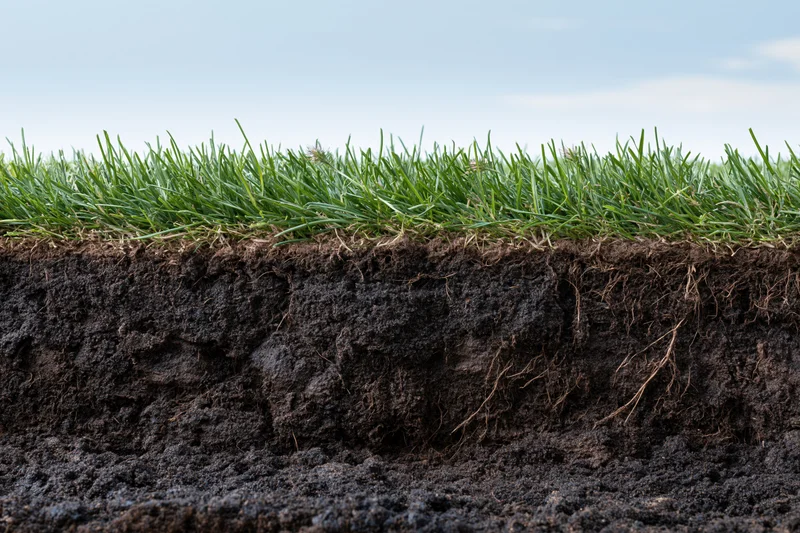 Horizontal cross-section of lawn turf showing grass, soil layers and roots